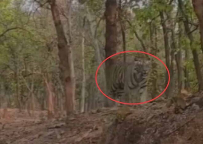 कुदरगढ़ में घूमता हुआ दिखाई दिया बाघ