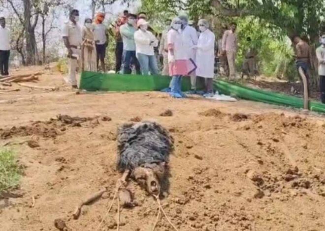 बिना पोस्टमार्टम के भालू को दफनाया, फॉरेस्ट गार्ड और डिप्टी रेंजर को शो कॉज नोटिस जारी
