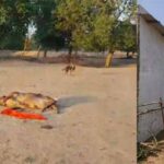 गौशाला में भूख से हुई 19 गायों की मौत: VHP का आरोप