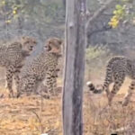 कूनो में चीतों का दीदार, ज्वाला और 4 शावक बने पर्यटकों के आकर्षण का केंद्र