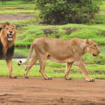गुजरात : दो सालों में राज्य में 143 शावकों सहित 286 एशियाई शेरों की मौत हुई