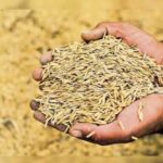 इटारसी मंडी में धान की बढ़ती आवक को देख प्रशासन ने 21 से 29 मार्च तक मंडी सातों दिन खोलने का फैसला लिया