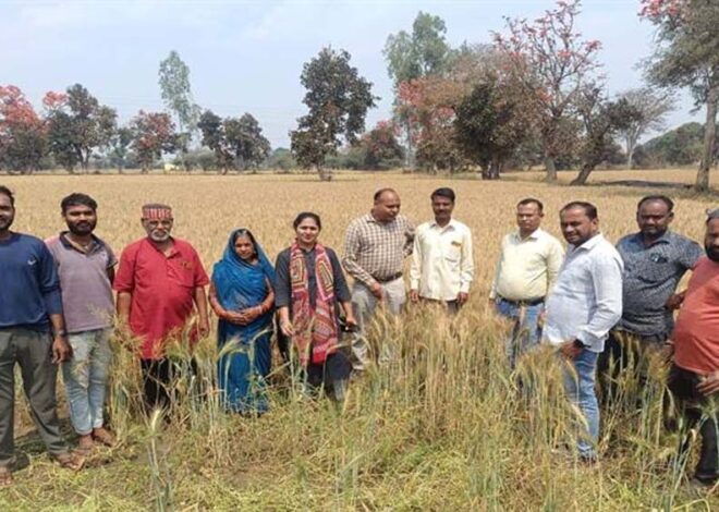 कृषि अधिकारियों ने गेहूं की उन्नत फसल का किया निरीक्षण