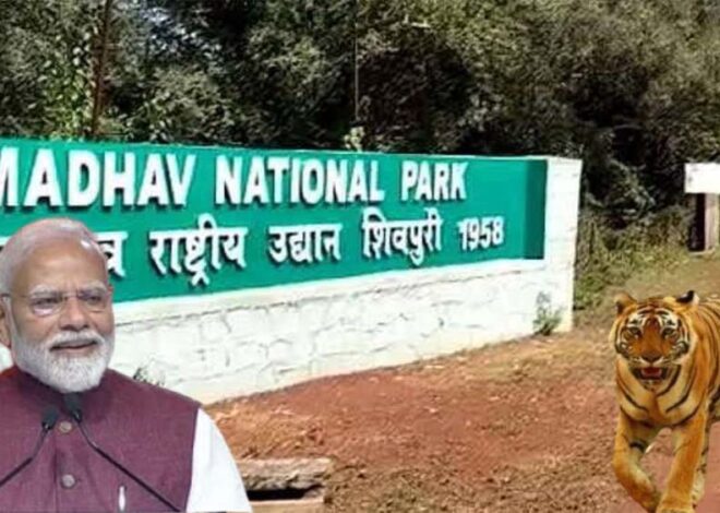 मध्य प्रदेश को नौवां बाघ अभयारण्य मिलने जा रहा है, सीएम डॉ मोहन यादव माधव टाइगर रिजर्व की सौगात देंगे