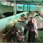 समूह से ऋण लेकर उच्च नस्ल के दूधारू पशुओं को खरीदा, 80 लीटर प्रति दिन दूध उत्पादन कर रही श्रीमती कुर्मी