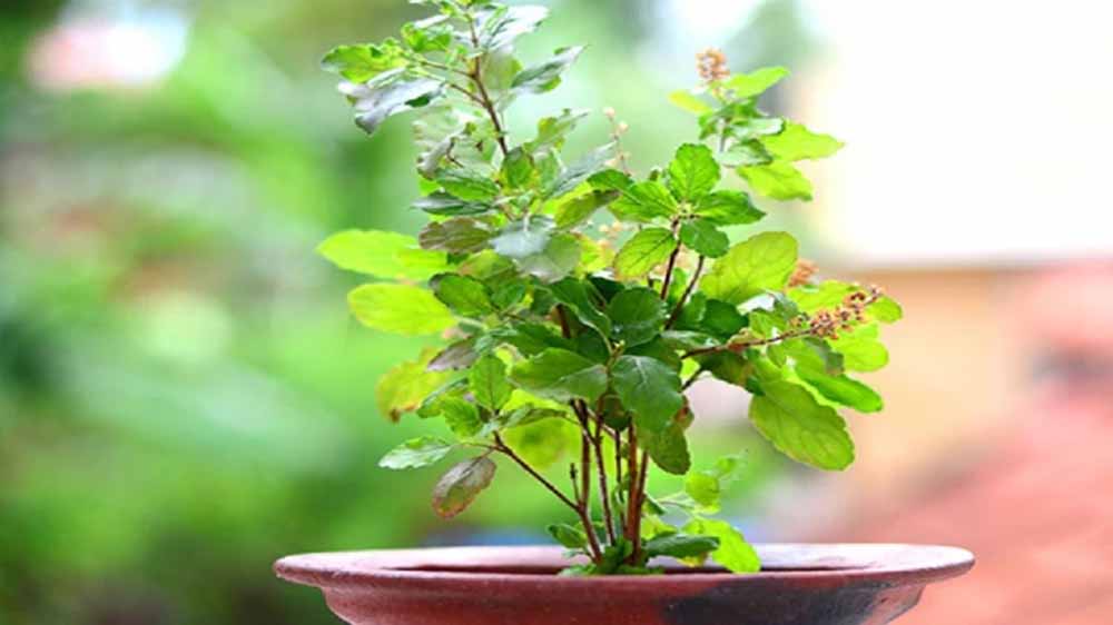 तुलसी के पौधे को इस दिन भूलकर भी न छुए