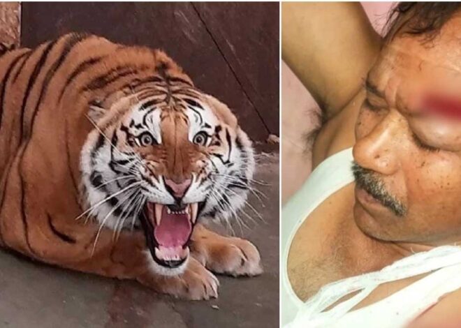 बांधवगढ़ में बाघिन ने ड्राइवर पर किया हमला, एक महिला को मारने के साथ 3 लोगों को कर चुकी है घायल