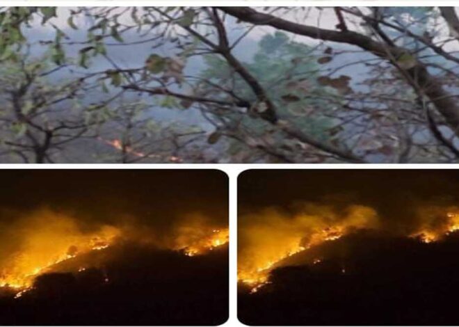 वन परिक्षेत्र चितरंगी के जंगलों में लगी भीषड़