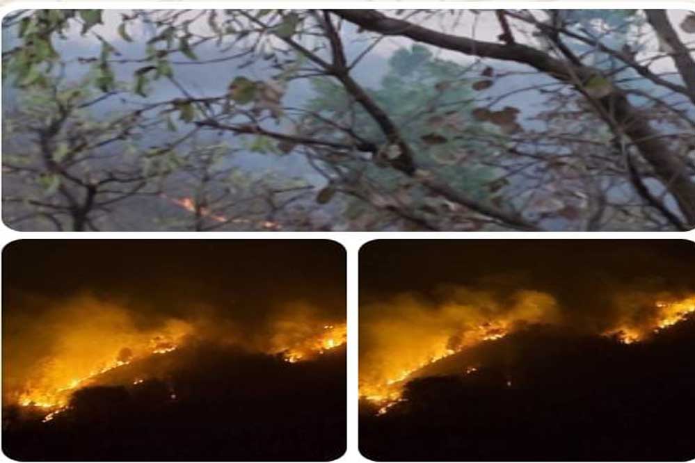 वन परिक्षेत्र चितरंगी के जंगलों में लगी भीषड़
