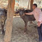 रायपुर : घटोन गांव में पहली बार पशु चिकित्सा शिविर