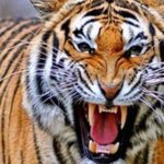 बांधवगढ़ के बाघ बने हिंसक, कल एक बच्चे को मारने के बाद आज महिला पर किया हमला, ग्रामीणों में दहशत का माहौल