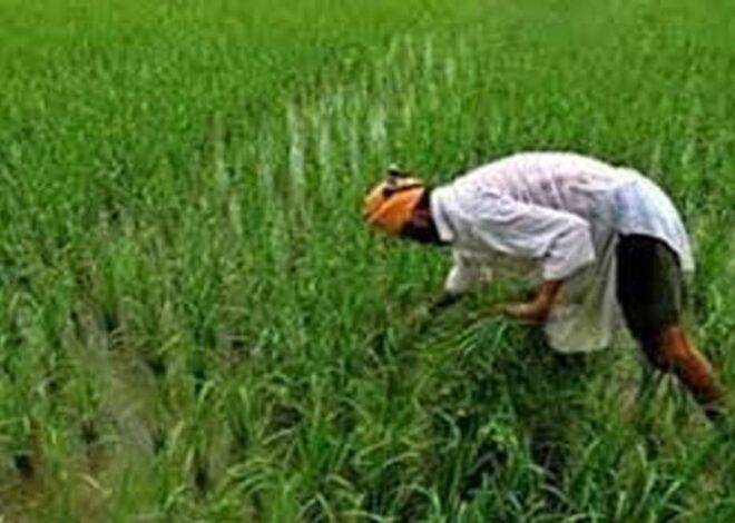 खरीफ-2024 में वितरित अल्पकालीन फसली ऋणों की भुगतान तिथि बढ़ाई, किसानों को बड़ी राहत