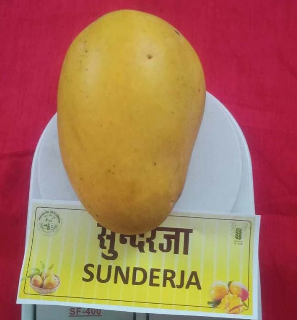 सुंदरजा आम की विशेषता है कि इसे मधुमेह के रोगी भी खा सकते हैं, बारिश और खराब मौसम ने बिगाड़ा स्वाद
