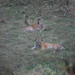 वन क्षेत्र भोजपुर से 2 टाइगर्स को रेस्क्यू कर सतपुड़ा टाइगर रिजर्व भेजा गया