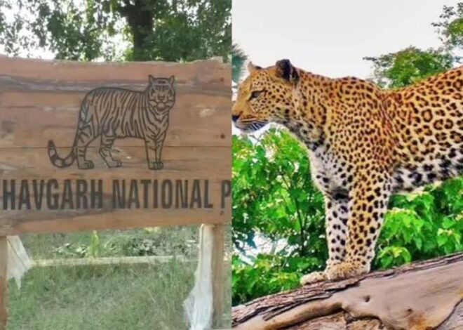 बाँधवगढ़ टाइगर रिजर्व में दुर्लभ वन्य-प्राणी सोन कुत्ते पाये गये