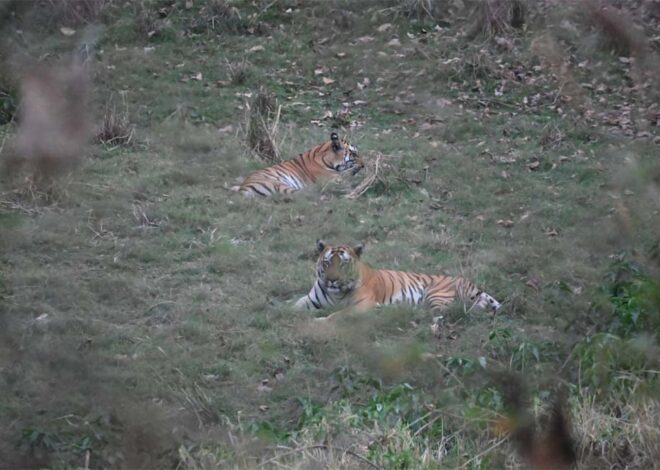 वन क्षेत्र भोजपुर से 2 टाइगर्स को रेस्क्यू कर सतपुड़ा टाइगर रिजर्व भेजा गया