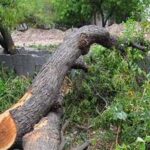 मध्‍य प्रदेश में सरपंच से छीना गया पेड़ काटने की अनुमति देने का अधिकार, अब लेनी होगी ऑनलाइन अनुमति