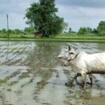 छत्तीसगढ़ में असमय मानसून की एंट्री से ‘खेती पर खतरा’