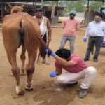 जबलपुर : पनागर के रेस कोर्स में अनजान बीमारी से 8 घोड़ों की मौत, प्रशासन की टीम पता लगा रही मौत की असली वजह