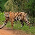 चंद्रपुर में बाघ ने तेंदूपत्ता बीन रहे ग्रामीणों पर किया हमला, अब तक चार की मौत
