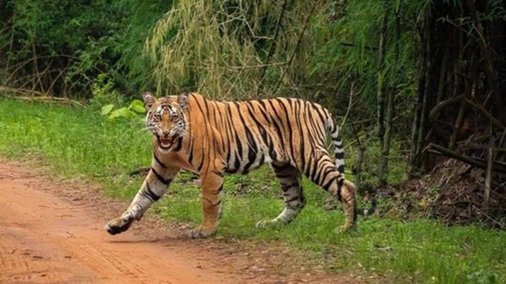 चंद्रपुर में बाघ ने तेंदूपत्ता बीन रहे ग्रामीणों पर किया हमला, अब तक चार की मौत
