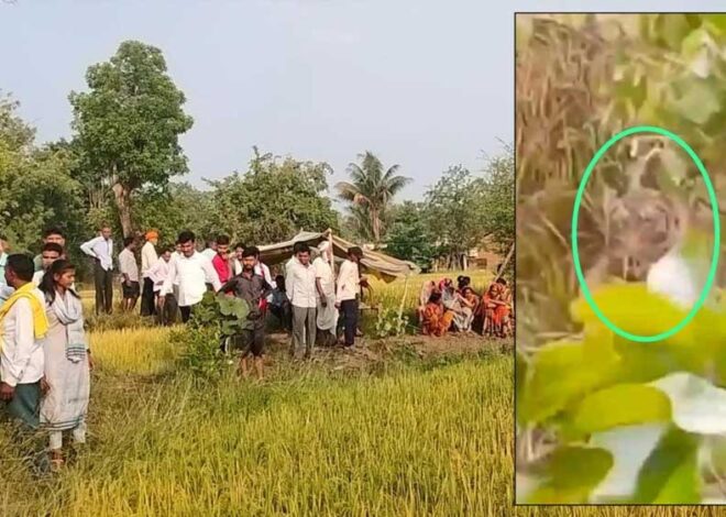 बालाघाट में किसान को दबोचकर बाघ खेत के पास झाड़ी में ले गया, गांव में दहशत