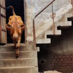जब आवारा कुत्तों से बचने के लिए एक गाय इमारत की तीसरी मंजिल पर चढ़ी