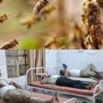 ललितपुर में मधुमक्खियों ने कई अधिकारियों पर बोला हमला, 20 घायल, 4 गंभीर