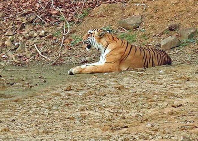 नंदनवन पक्षी विहार में बीते दस सालों से आकर्षण का केंद्र रहा नरसिंह अब लोगों को नजर नहीं आएगा