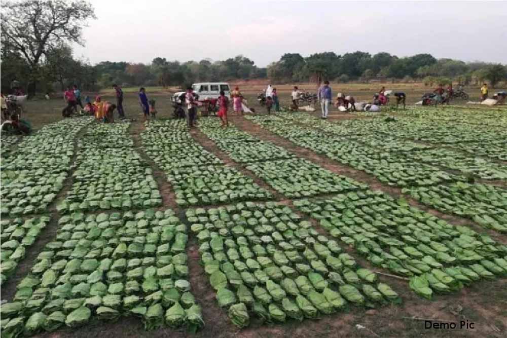 तेंदू पत्ता तोड़ाई और सँग्रह का कार्य चल रहा युद्ध स्तर पर : बनमण्डलाधिकारी सिंगरौली