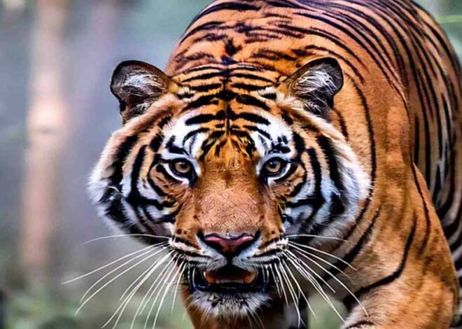 बीते एक महीने में दो इंसानों की जान ले चुके रणथंभौर के बाघ, वन विभाग ने 5 सदस्यीय कमेटी का किया गठन