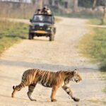 मध्य प्रदेश के पेंच नेशनल पार्क में पर्यटकों की संख्या बढ़ी, भीषण गर्मी में घास सूखने से आसानी से बाघ के दीदार