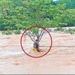 शंख नदी के तेज बहाव में  3 किलोमीटर तक बहा युवक, फिर ऐसे बची जान