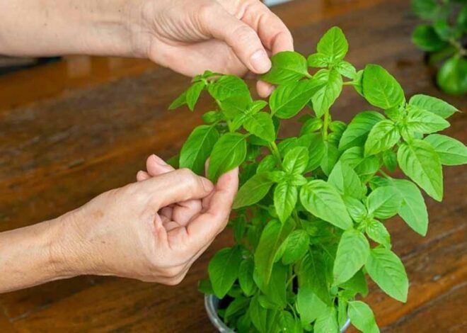 इन पौधों को जरूर बनाएं अपने किचन गार्डन का हिस्सा