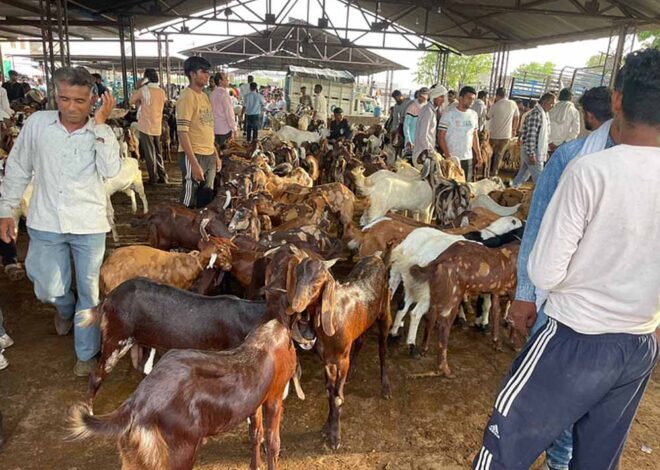 कुर्बानी के लिए दुबई भेजे 10 हजार बकरे, नियमों के खिलाफ एक्सपोर्ट हुए तो करेंगे कार्रवाई: मंत्री कुमावत