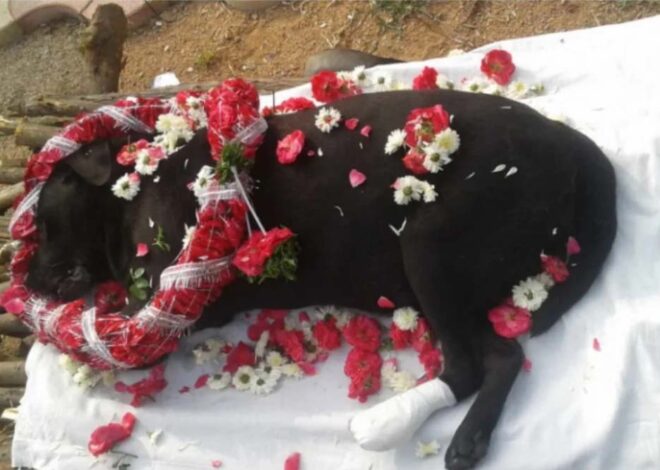 इंदौर में अब जानवरों का भी होगा अंतिम संस्कार, नगर निगम ने हरियाणा की कंपनी से कॉन्ट्रेक्ट साइन किया