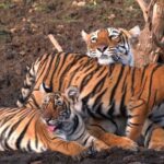 पन्ना के बाद अब सतना के सरभंगा और परसमनिया को मिलेगा कंजर्वेशन रिजर्व का दर्जा