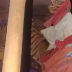 रांची के एक किसान के घर में घुसा बाघ, 12 घंटे से रेस्क्यू ऑपरेशन जारी