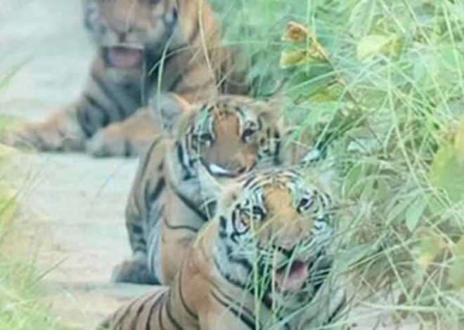पीलीभीत टाइगर रिजर्व का पर्यटन सत्र 15 जून को होगा समाप्त, फिर पांच माह तक नहीं कर सकेंगे बाघ के दीदार