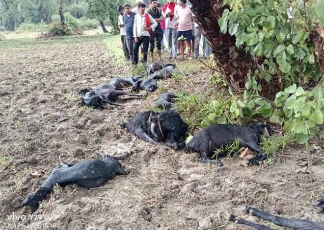 पलेरा में आकाशीय बिजली का कहर, 16 बकरियों की मौके पर मौत, 4 झुलसीं