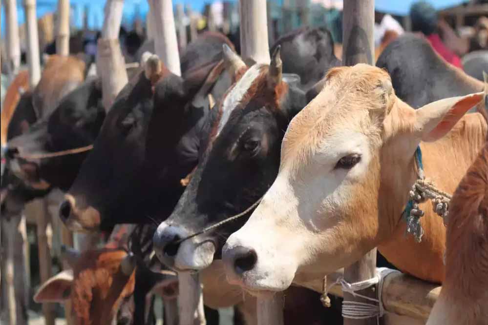 कोरिया : पशुधन विकास विभाग के माध्यम से किया जाएगा पशुओं का क्रय