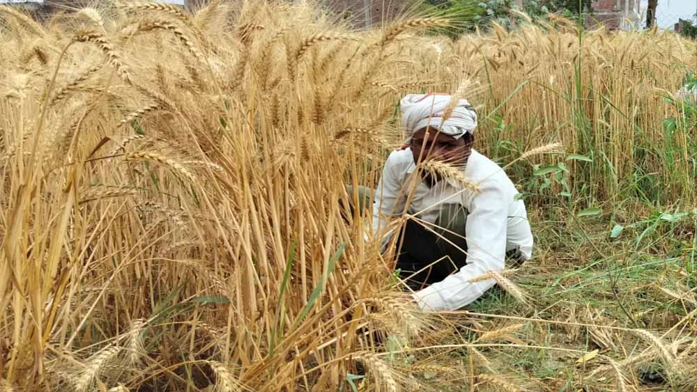 यूपी में किसानों के लिए चलेगा बड़ा अभियान, किसानों की समस्याओं का समाधान और कृषि योजनाओं की दी जाएगी जानकारी