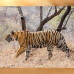 प्रदेश के सभी नेशनल पार्क और टाइगर रिजर्व तीन महीने के लिए बंद रहेंगे,पर्यटक सिर्फ बफर जोन का लुत्फ उठा सकेंगे