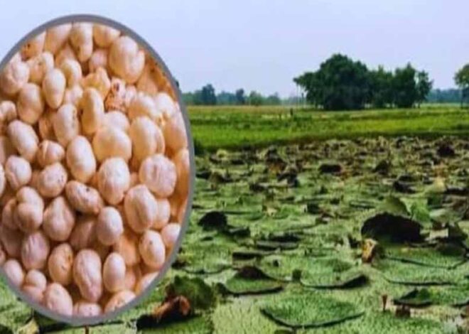 बिहार के सुपरफूड मखाना को अब दुनिया भर में मिलेगी पहचान, मिला हर्मोनाइज्ड सिस्टम कोड