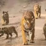 राजस्थान में बाघिन ‘रानी’ का चमत्कार, एक साथ पांच शावकों को जन्म देकर रचा रिकॉर्ड