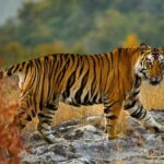 मध्य प्रदेश में एक अक्टूबर से महंगा होगा टाइगर रिजर्व पर्यटन, दस प्रतिशत बढ़ तक जाएगी एंट्री फीस, विदेशियों को चुकानी होगी दोगुनी राशि