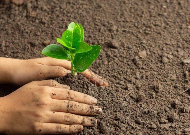 मोहन सरकार प्रकृति, पर्यावरण और जल संरक्षण के लिए 16 जिलों में मां नर्मदा परिक्रमा पथ के आश्रय स्‍थलों की भूमि पर पौधरोपण करेगी